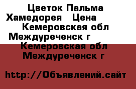 Цветок Пальма Хамедорея › Цена ­ 1 000 - Кемеровская обл., Междуреченск г.  »    . Кемеровская обл.,Междуреченск г.